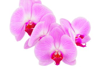 Pembe orkide çiçeği.