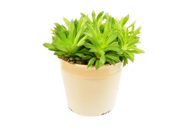 Succulent plant Haworthia cooperi — Stock Photo, Image