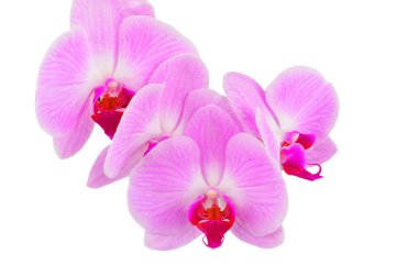 Pembe orkide çiçeği.