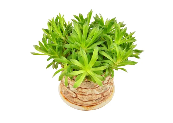 Suckulent växt Haworthia cooperi. — Stockfoto