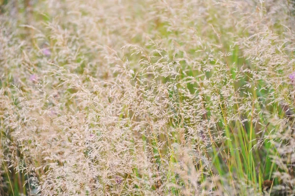 Fescues erba in estate — Foto Stock