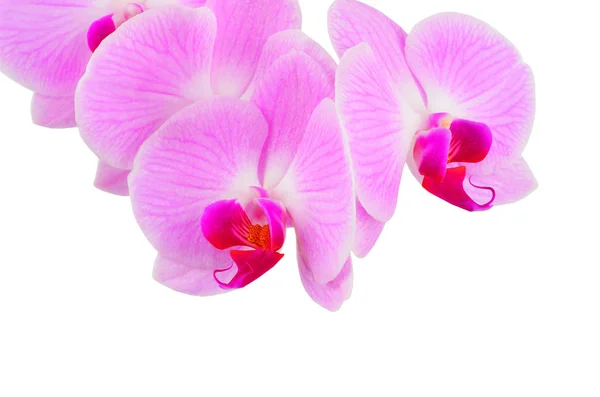 Roze orchidee bloem — Stockfoto