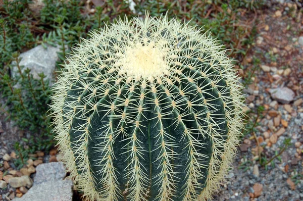 Green cactus plant — Stock Photo, Image