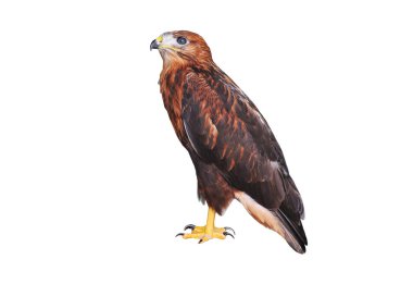 uzun bacaklı şahin