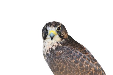 uzun bacaklı şahin