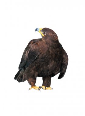 Aquila chrysaetos (altın kartal)
