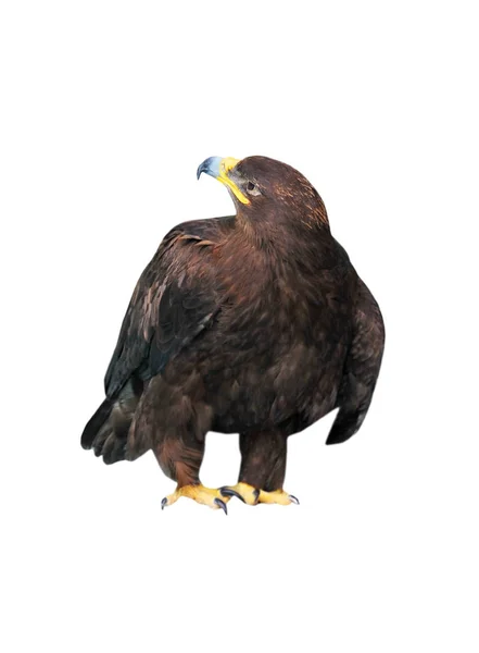 Aquila chrysaetos (Золотий орел) — стокове фото