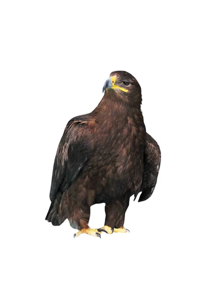 Aquila chrysaetos (águia dourada ) — Fotografia de Stock