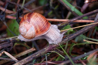 Bahçe salyangoz (Helix aspersa)