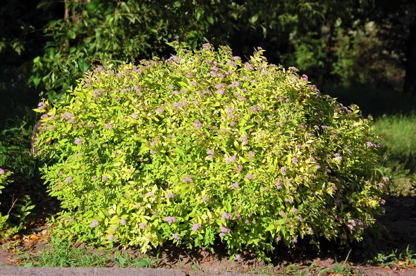 Spiraea japonica spring flower — Stock Photo, Image