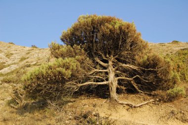 Kaya, yatay, ardıç ve gökyüzü