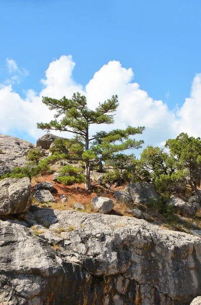 Скальный пейзаж с можжевелом и небом — стоковое фото