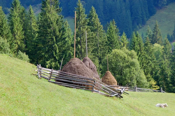 Haystack и елка — стоковое фото