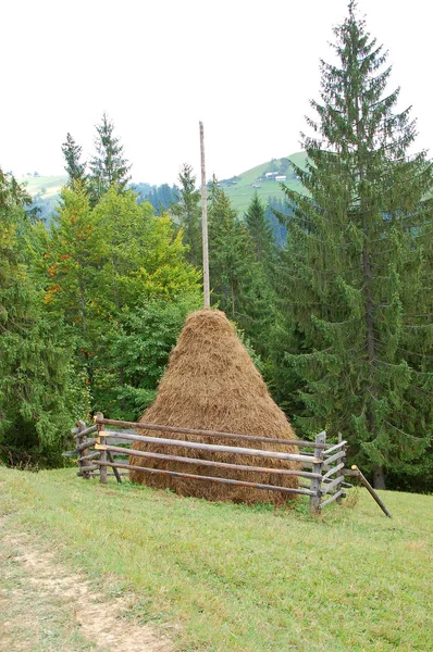 Haystack e abeto — Fotografia de Stock