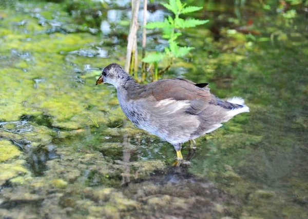 Gallinula chloropus στη λίμνη — Φωτογραφία Αρχείου