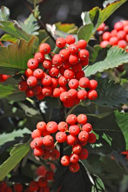 Alıç (Crataegus submollis Sarg.)