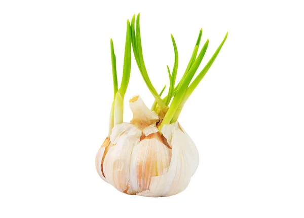 Fresh garlic with green sprout — Stock Photo, Image