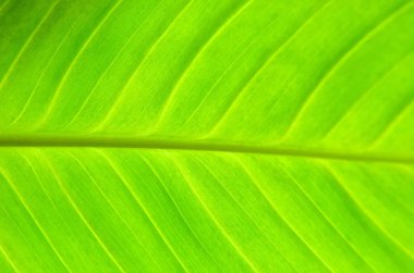 yaprak yeşil arka plan