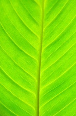 yaprak yeşil arka plan