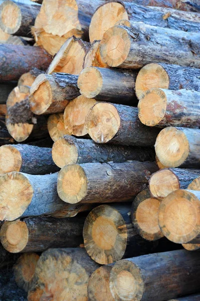 Madeira de pinheiro redonda — Fotografia de Stock