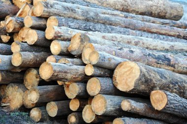 Çam kereste yuvarlak