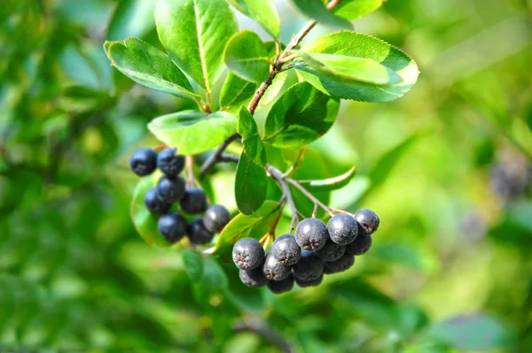 Schwarze Esche (Aronia melanocarpa)) — Stockfoto