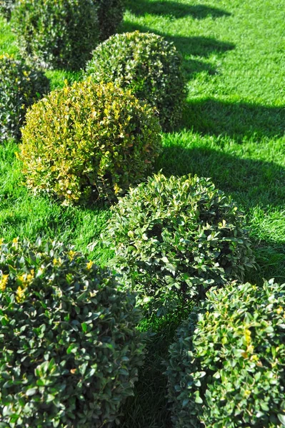 Geknipte Buxus sempervirens — Stockfoto