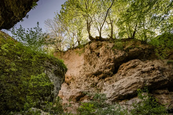 Trees on top of gorge — Stock Image Trees on top of gorge Stock Photo