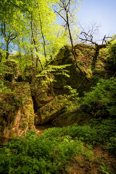 Ormandaki yeşil uçurum