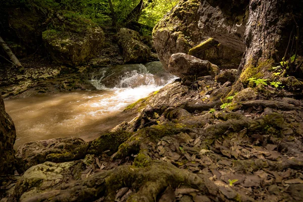 Radici degli alberi sopra il torrente d'acqua — Foto Stock