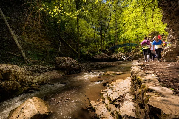 Ormandaki dere boyunca yürüyüş yolcuları
