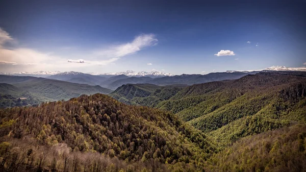 Dağ yeşil ormanlar