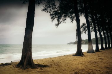 Satır ve plaj ağaçlarının