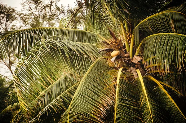 Green palm with coconut