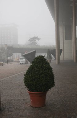 bitki dışarıda sis City