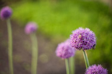 Çayırda bahar çiçekleri