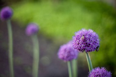 Çayırda bahar çiçekleri