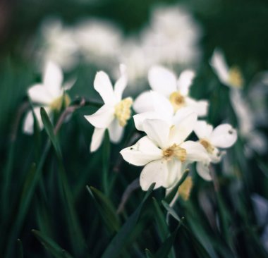 Çayırda bahar çiçekleri