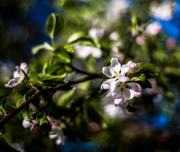 Frühlingsblumen auf der Wiese — Stockfoto