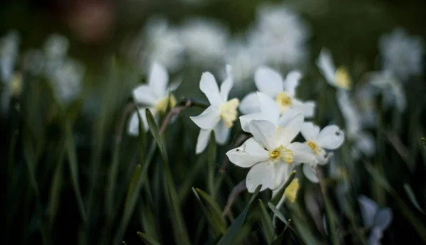 Voorjaarsbloemen in het weiland — Stockfoto