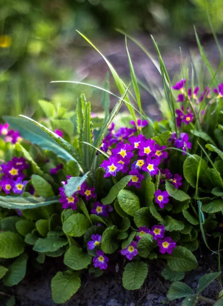 Frühlingsblumen auf der Wiese — Stockfoto