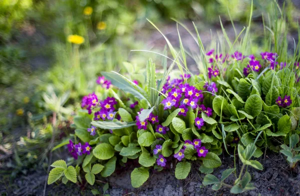 Frühlingsblumen auf der Wiese — Stockfoto