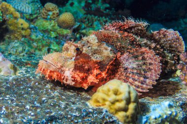 Diabolus Scorpena veya Scorpaenopsis