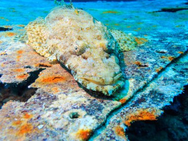 Papilloculiceps longiceps. Mercan balık. 