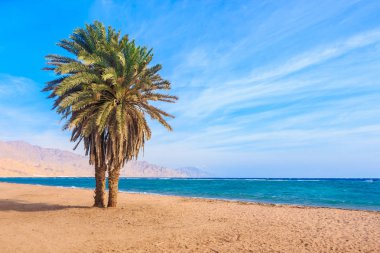 Palma. Dahab plaj. Mısır.