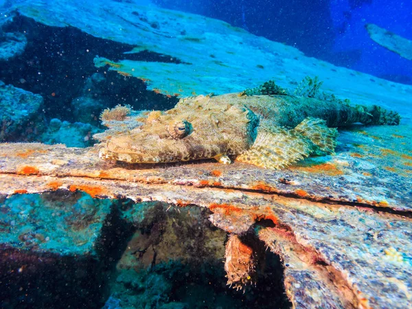 Papilloculiceps longiceps. Рибки коралові . — стокове фото