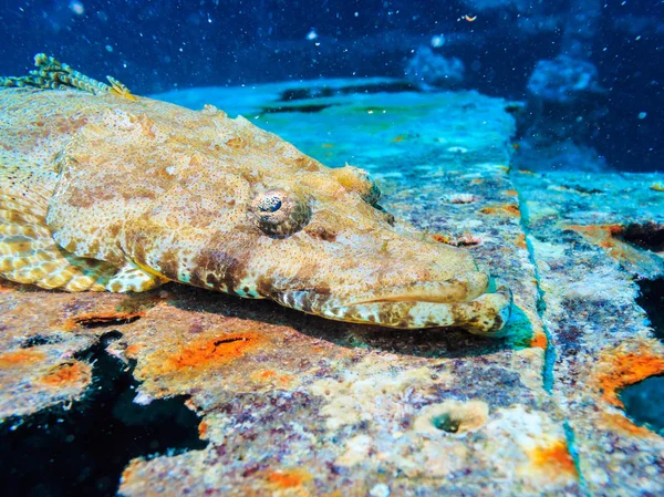 Papilloculiceps longiceps. Ψάρια των Κοραλλιών. — Φωτογραφία Αρχείου