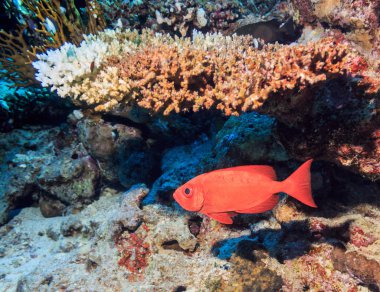 Balık-sincap mercan içinde gizleme.