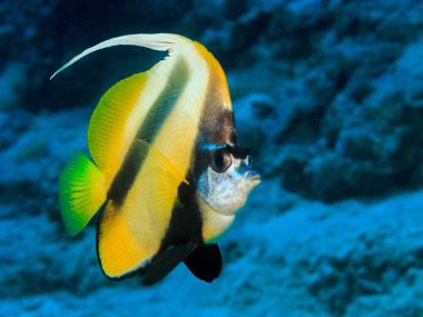 Balık kelebek denizin derinliklerinde.