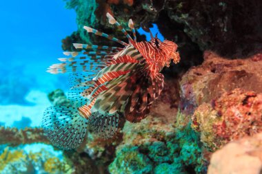 Avlanmak için bir mercan mağarada gece bekliyor balık aslan.